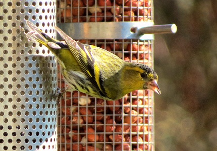 siskin (Carduelis spinus) Kenneth Noble